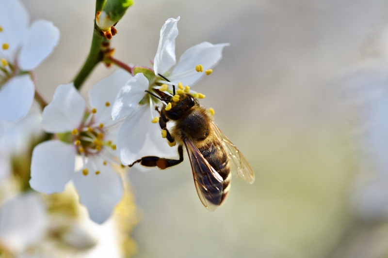 jardinerie-LA CROIX VALMER-min_bee-4092986